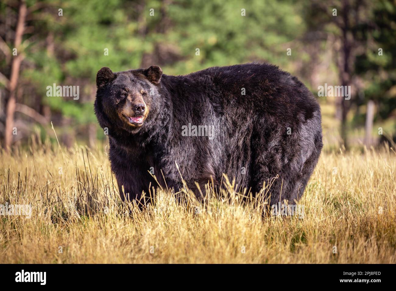 Black bear of Black Hills National Forest, South Dakota, United States of America Stock Photo