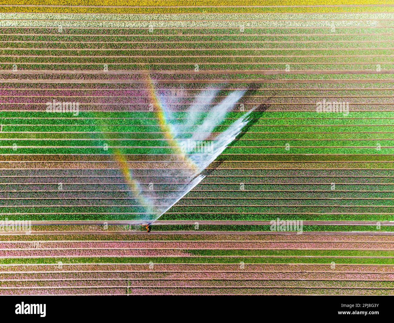 Aerial drone photo of tulip fields in The Netherlands during Spring ...