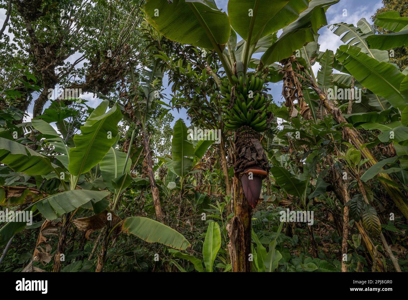 Banana trees in a tanzanian jungle, on the slopes of mount Kilimanjaro