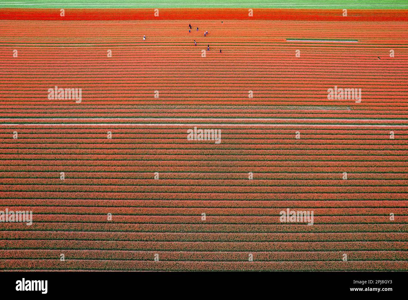 Aerial drone photo of tulip fields in The Netherlands during Spring ...