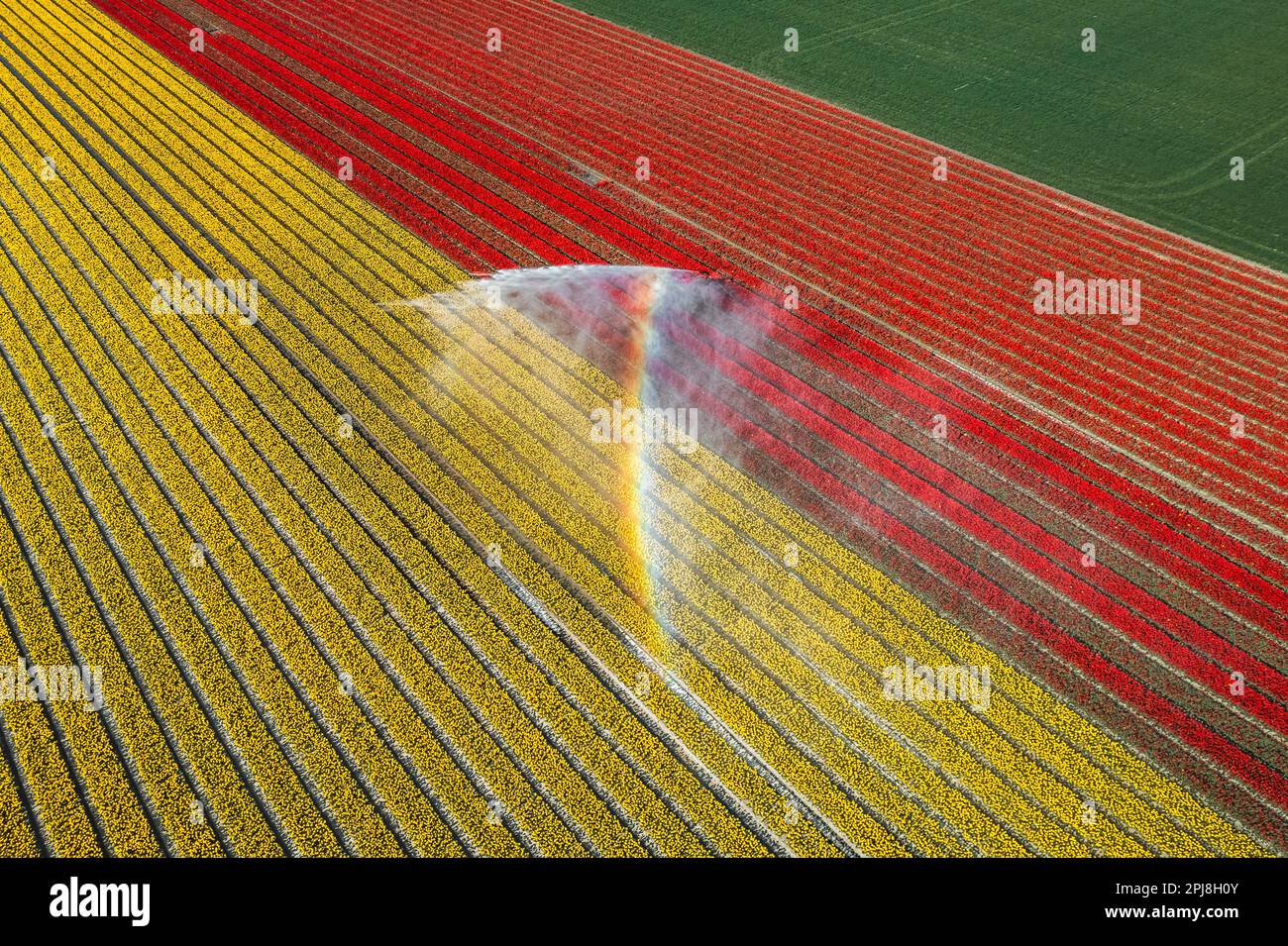 Aerial drone photo of tulip fields in The Netherlands during Spring ...