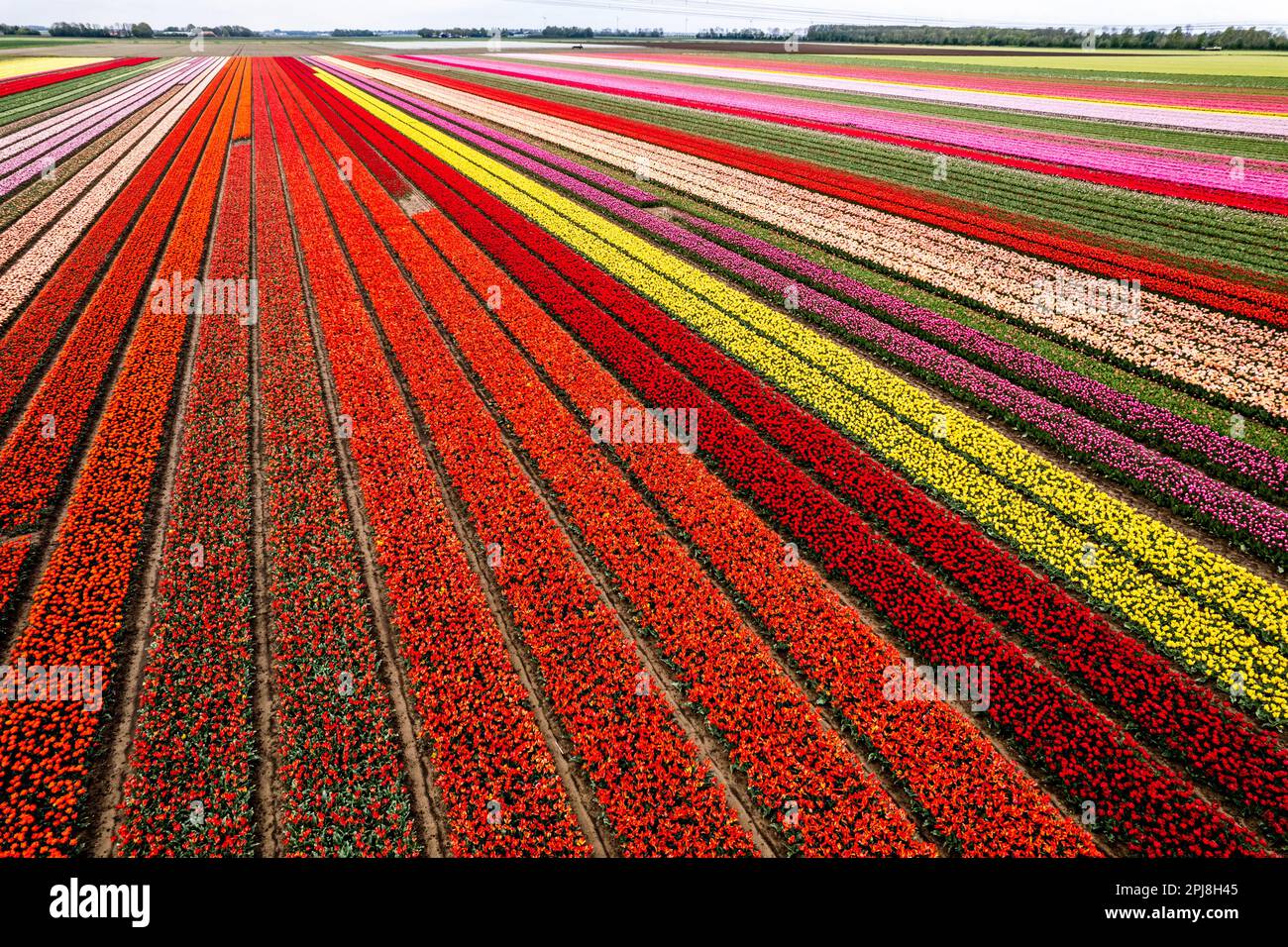 Aerial drone photo of tulip fields in The Netherlands during Spring ...