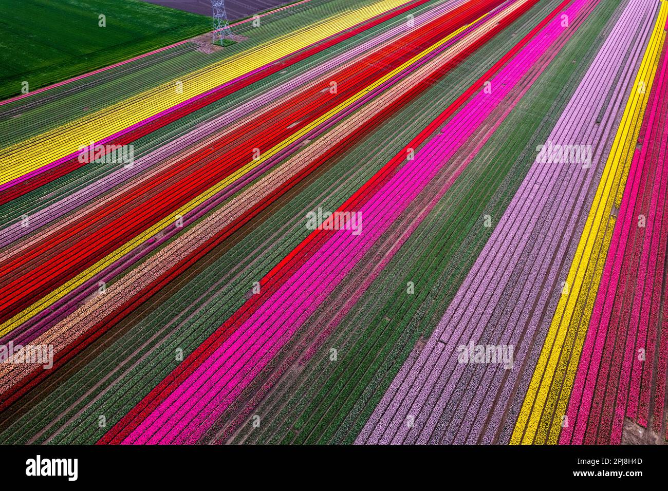 Aerial drone photo of tulip fields in The Netherlands during Spring ...
