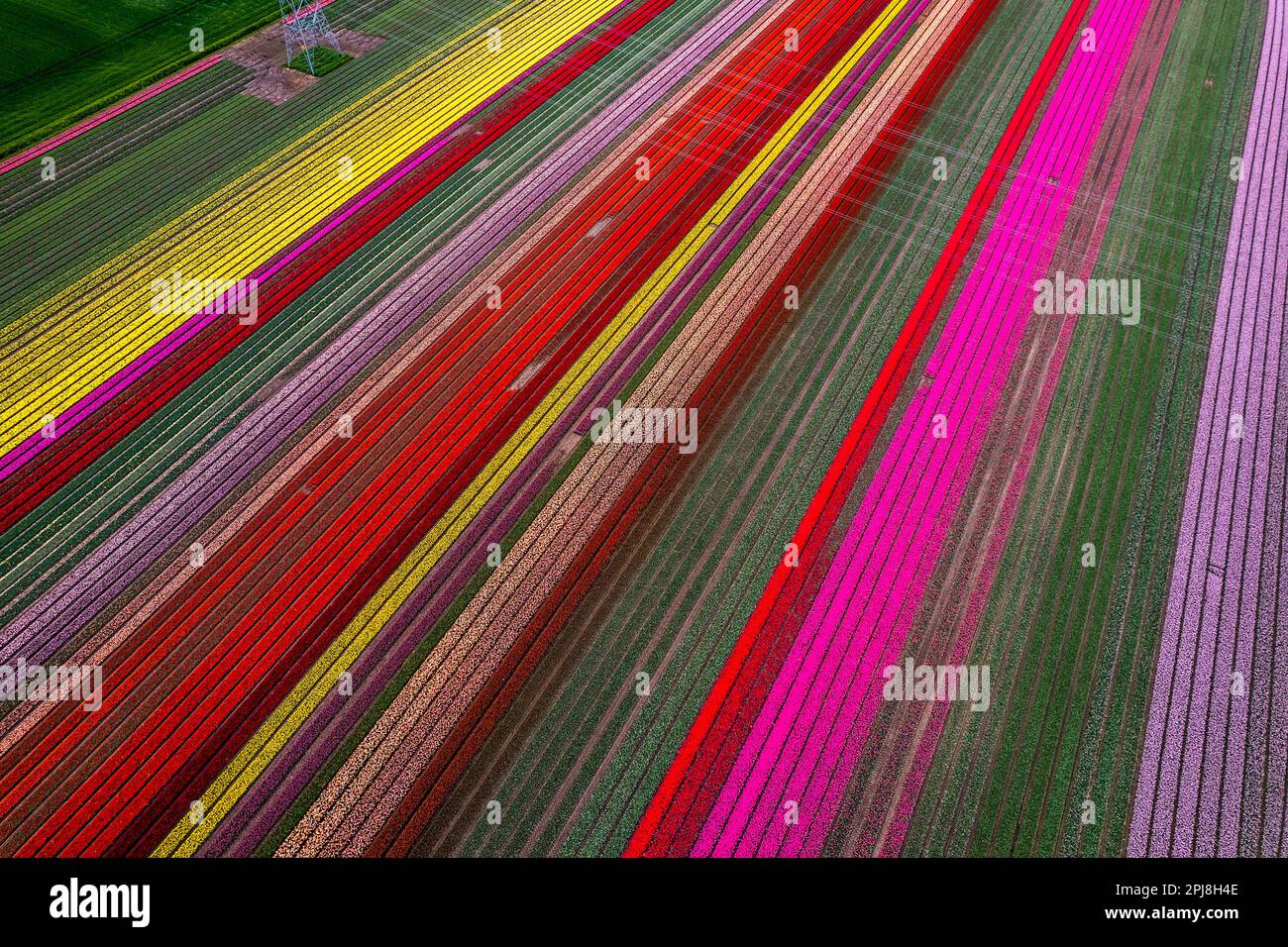 Aerial drone photo of tulip fields in The Netherlands during Spring ...