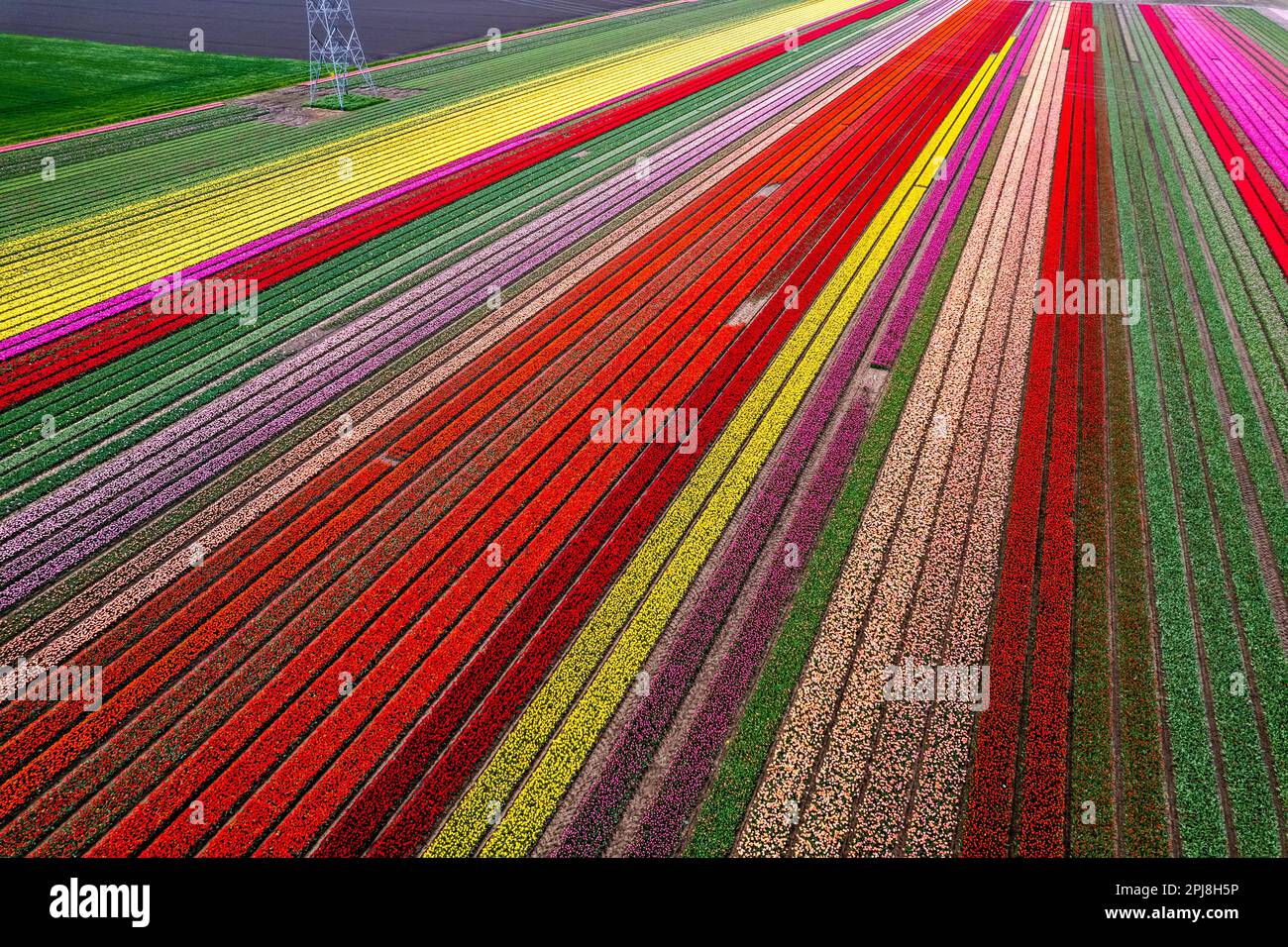Aerial drone photo of tulip fields in The Netherlands during Spring ...