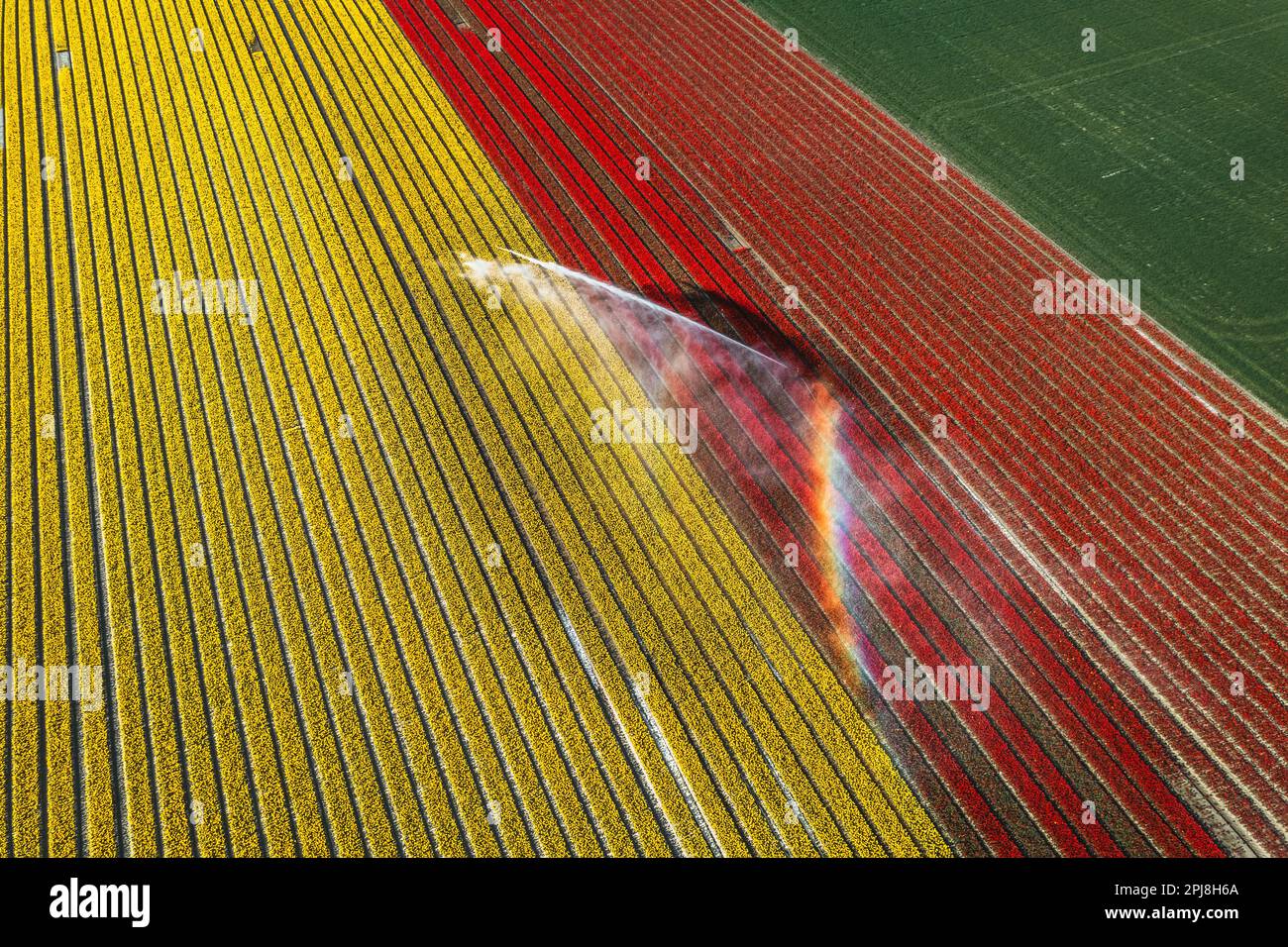 Aerial drone photo of tulip fields in The Netherlands during Spring ...