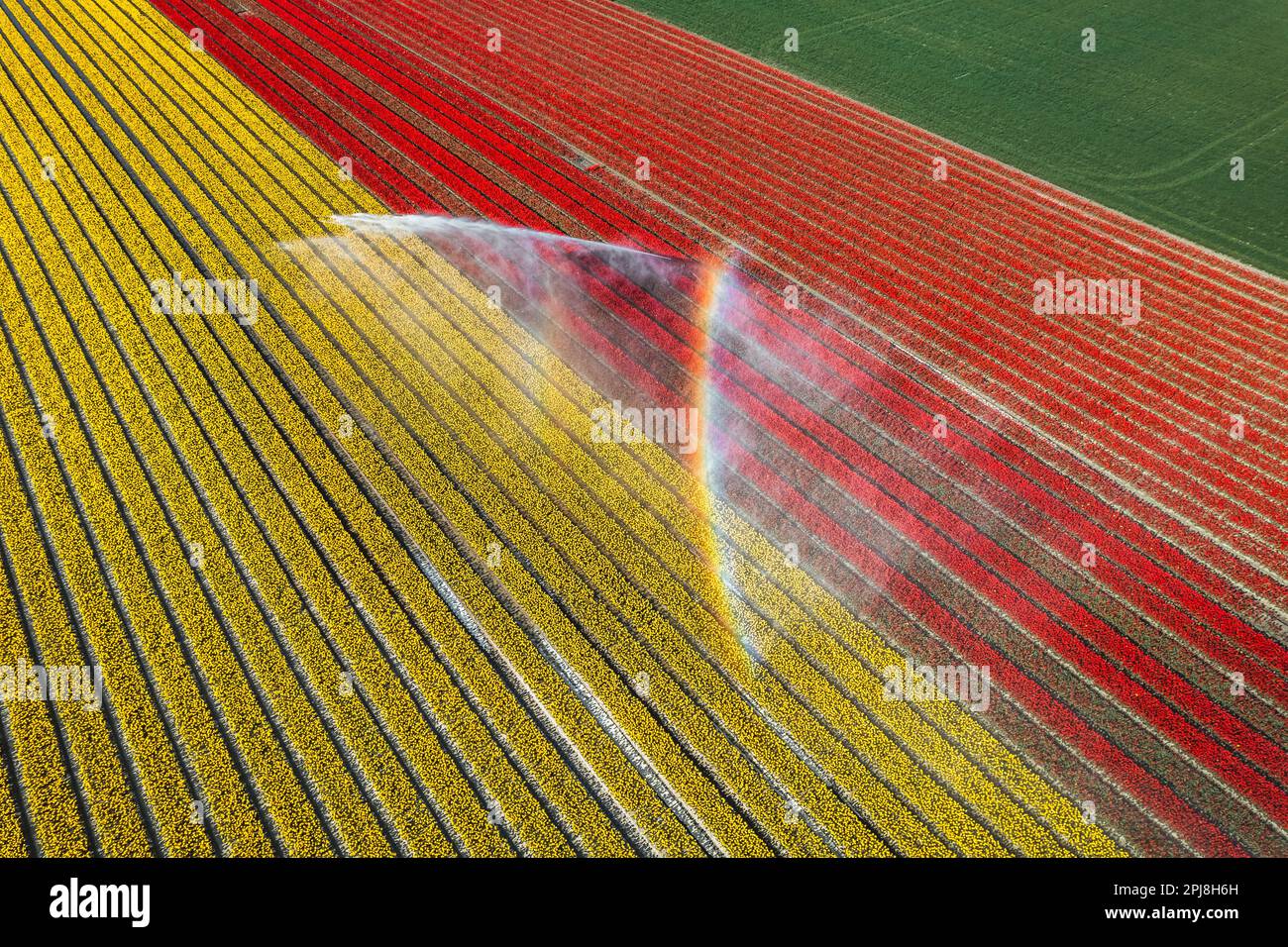 Aerial drone photo of tulip fields in The Netherlands during Spring ...