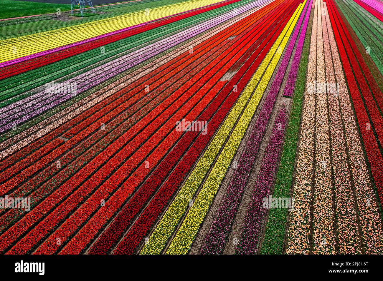 Aerial drone photo of tulip fields in The Netherlands during Spring ...
