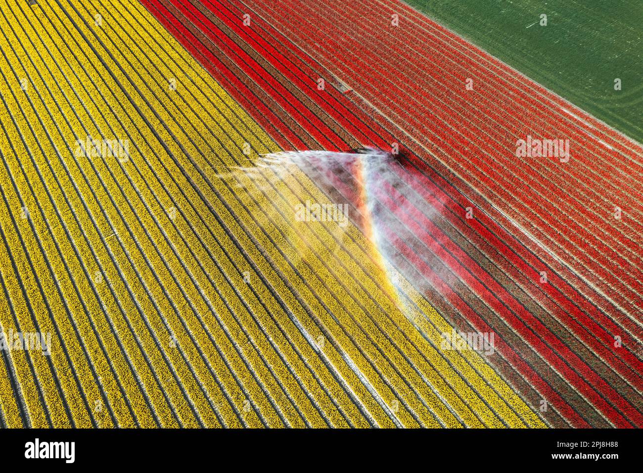 Aerial drone photo of tulip fields in The Netherlands during Spring ...