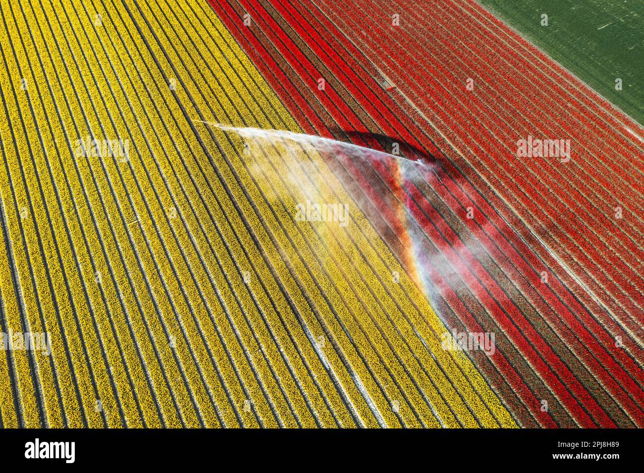 Aerial drone photo of tulip fields in The Netherlands during Spring ...