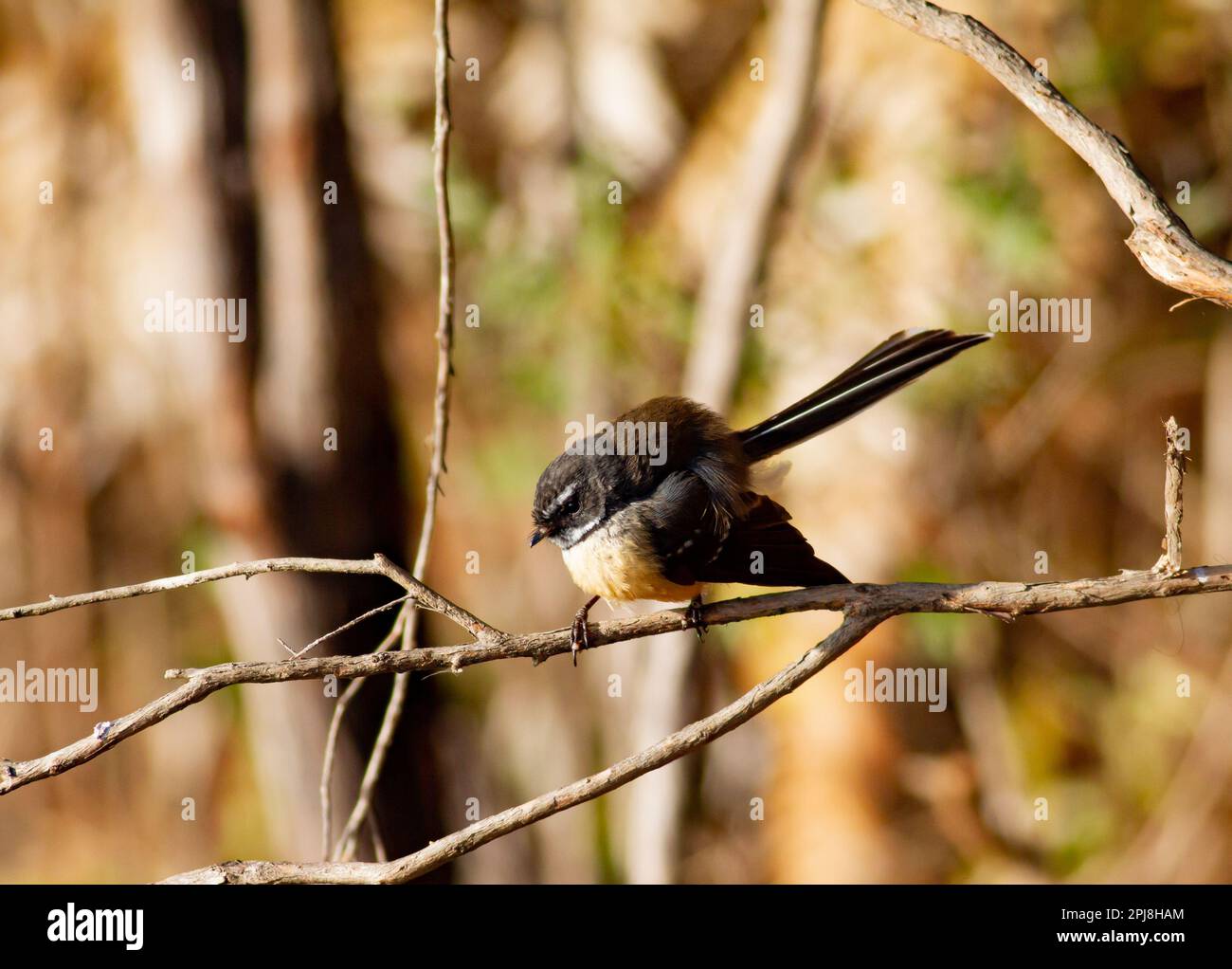 New Zealand fantail on a branch Stock Photo