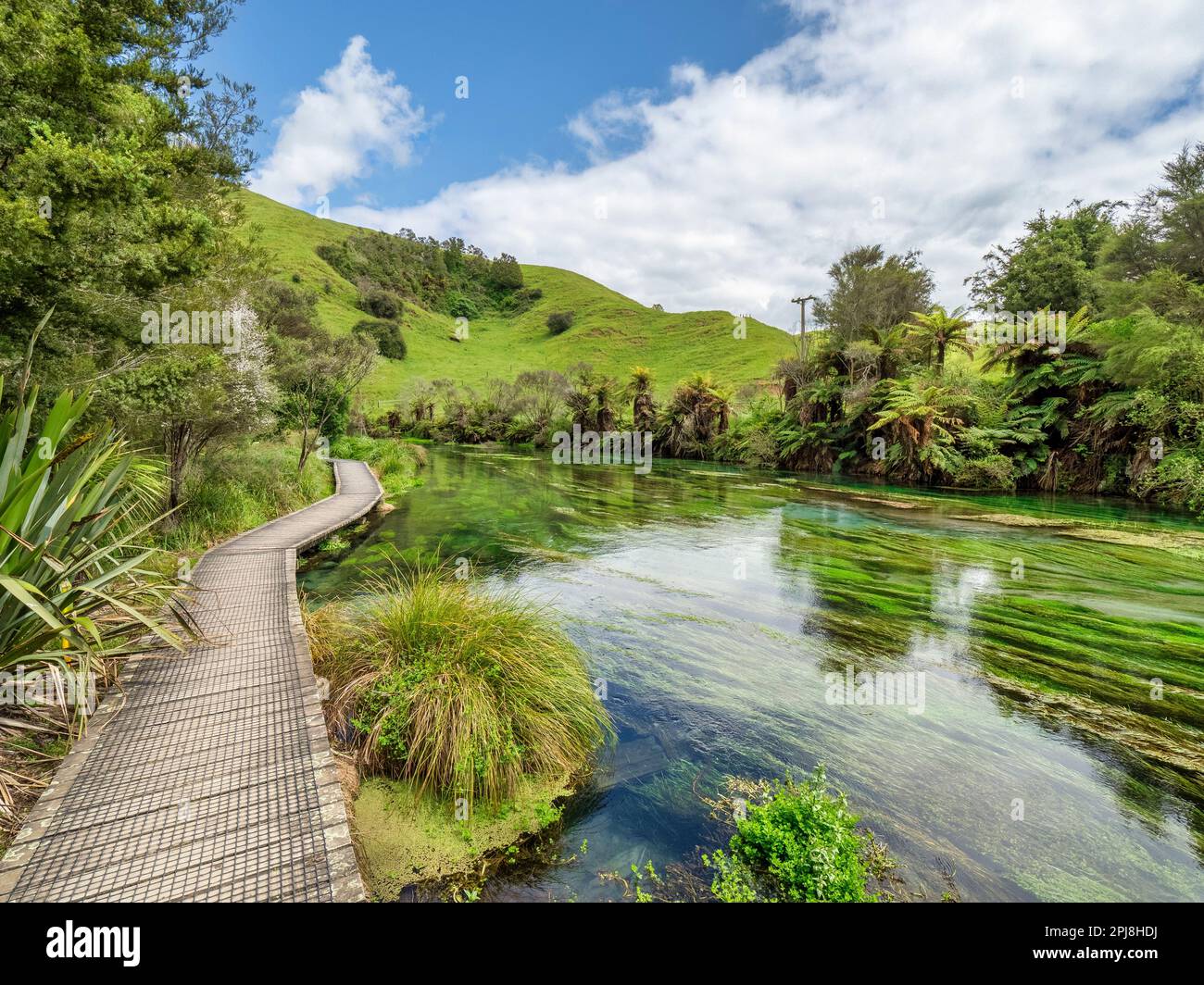 Part of Te Waihou Walkway in the Blue Spring, Te Puna, area of Waikato Region, New Zealand. Stock Photo