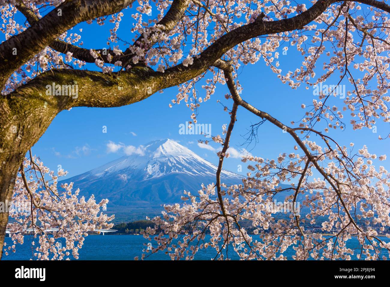 Mt. Fuji, Japan on Lake Kawaguchi during spring season with cherry blossoms. Stock Photo