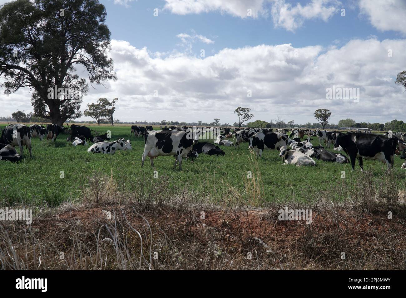 Black and white dairy cows hi-res stock photography and images - Alamy