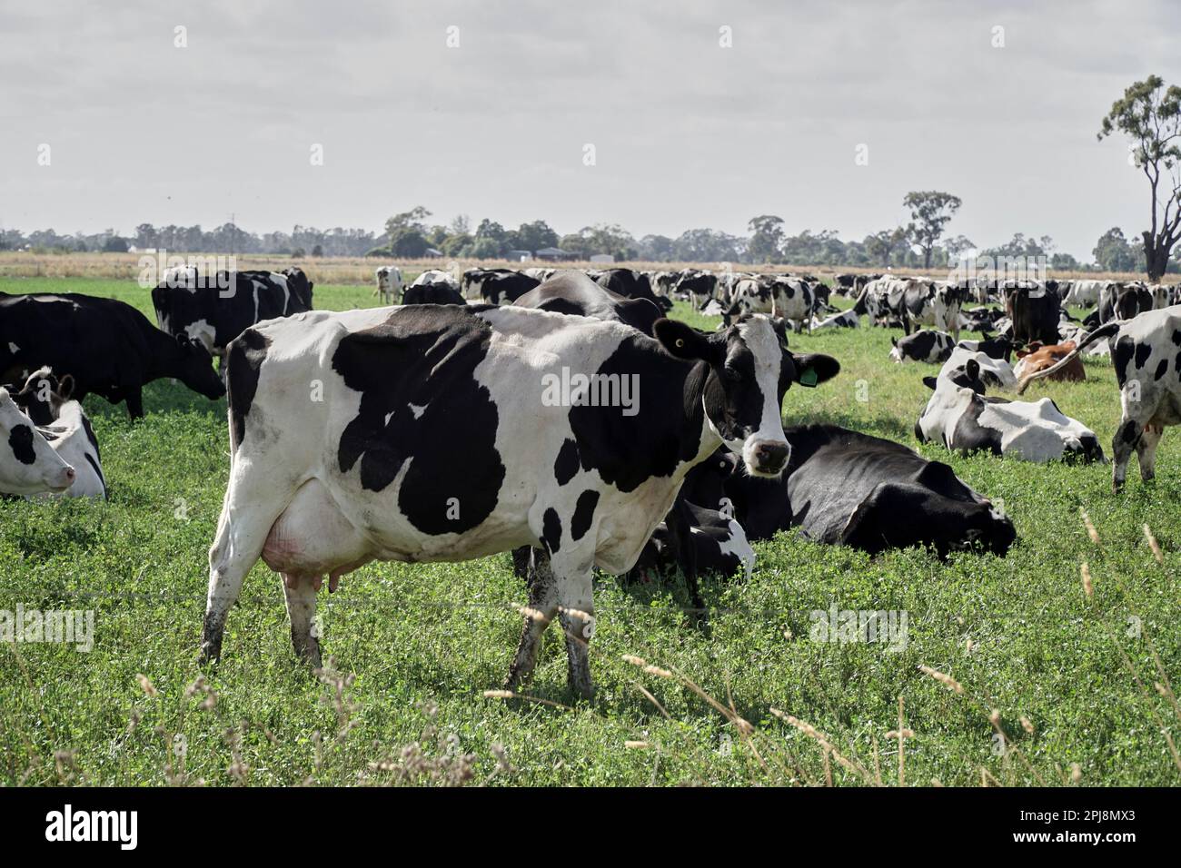 A herd of Pregnant Black and White Holstein dairy cows in a paddock ...