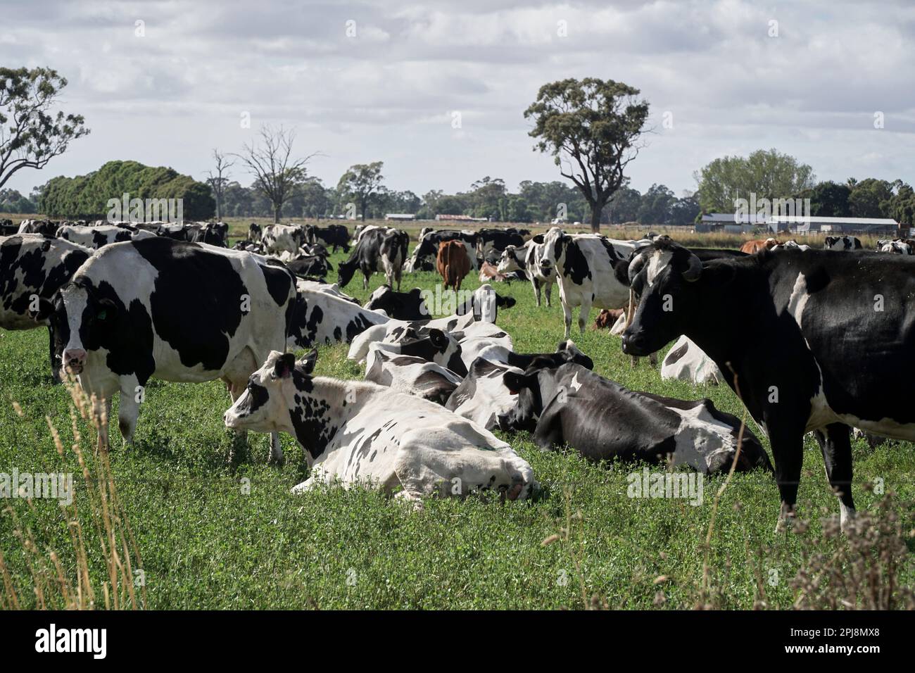 A herd of Pregnant Black and White Holstein dairy cows in a paddock ...