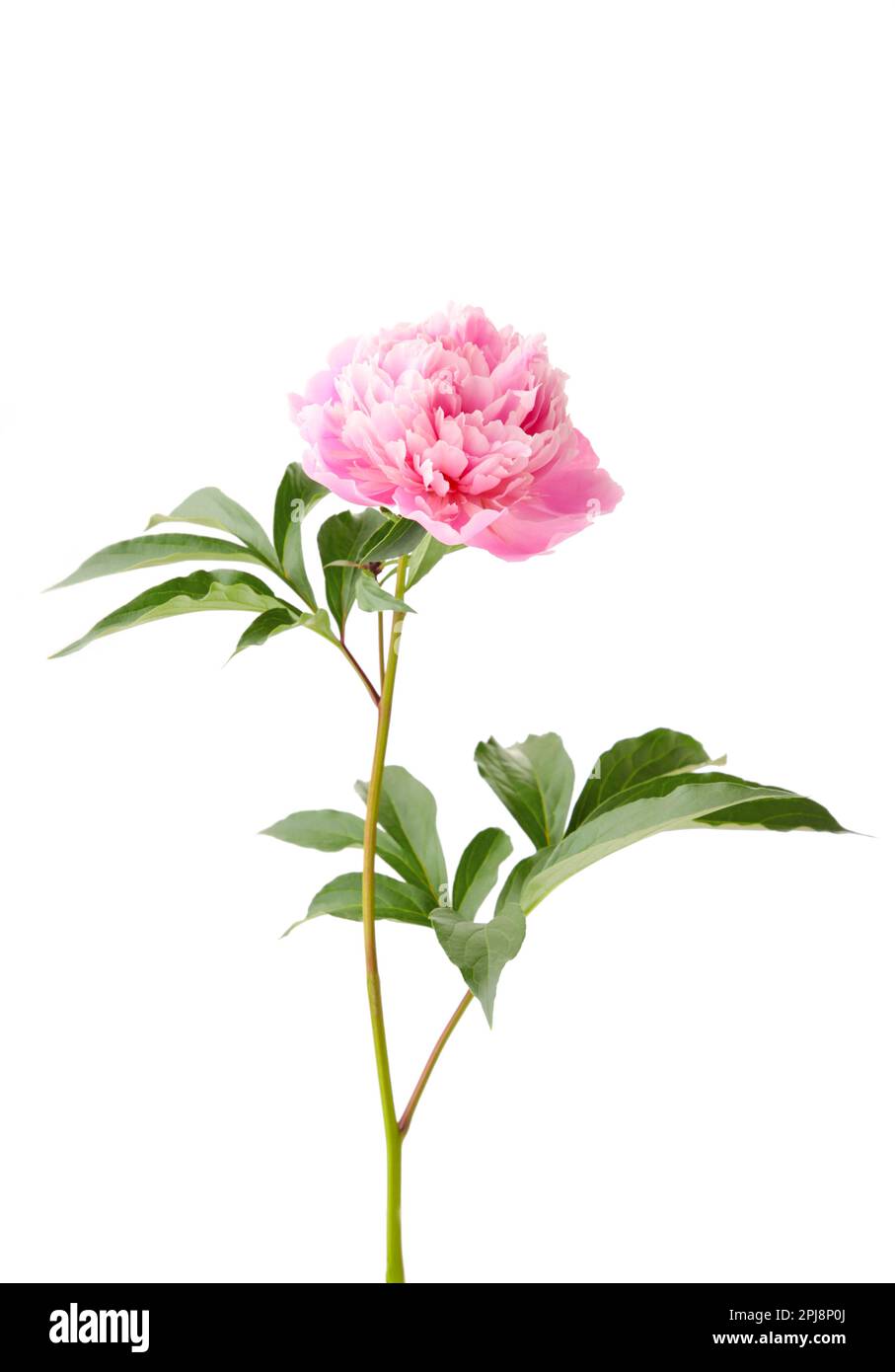 Single pink peony flower isolated on white background. Top view Stock ...