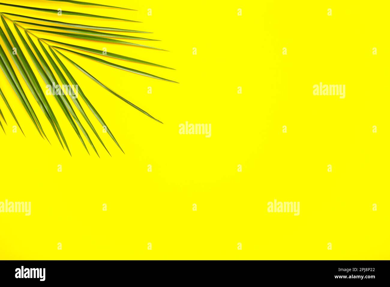 Green leaves of palm tree on yellow background with copy space Stock ...