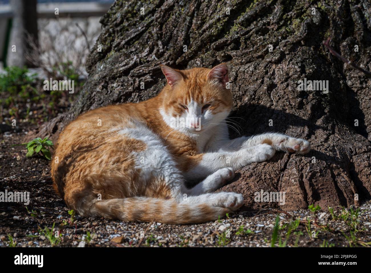 Domestic cat family clearance tree