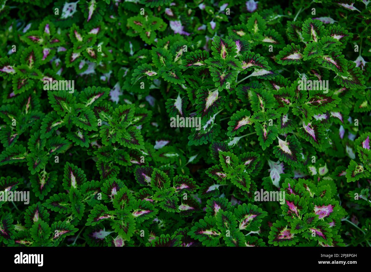 Close-up view of Coleus leaves background Stock Photo