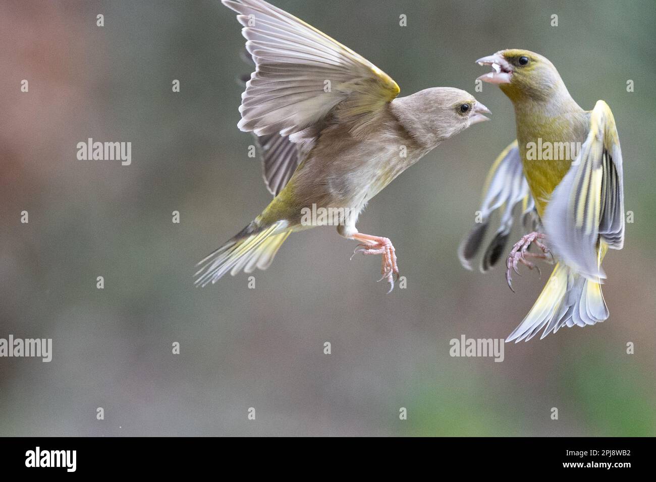 Adult male and female Greenfinch (Chloris chloris) fight in mid air - Yorkshire, UK (February 2023) Stock Photo
