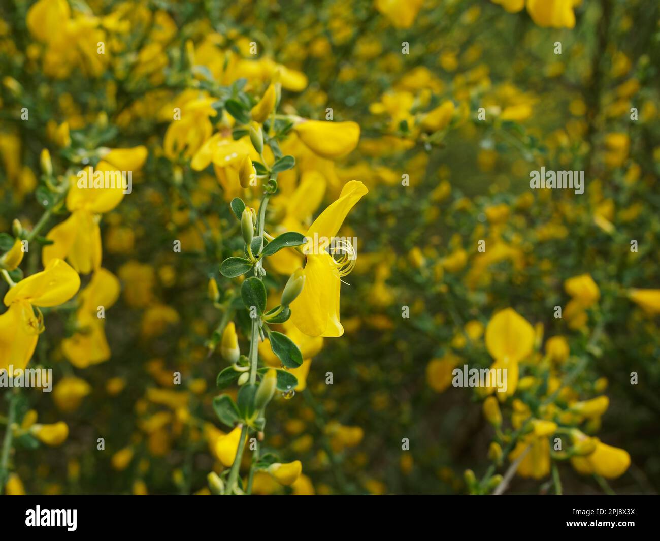 Detail from the bush of a common broom in bloom Stock Photo