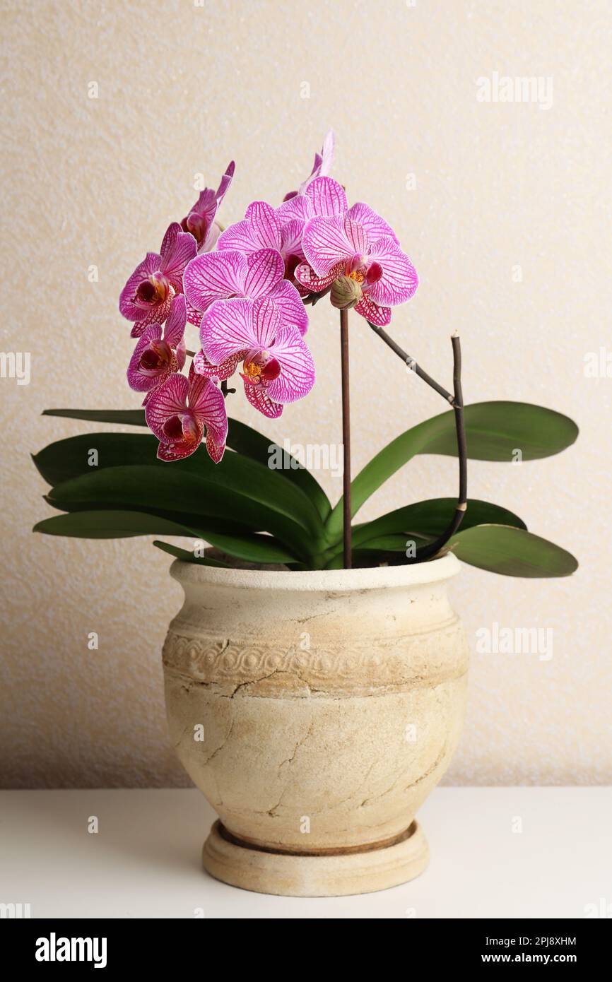 Beautiful pink orchid flower on white table Stock Photo