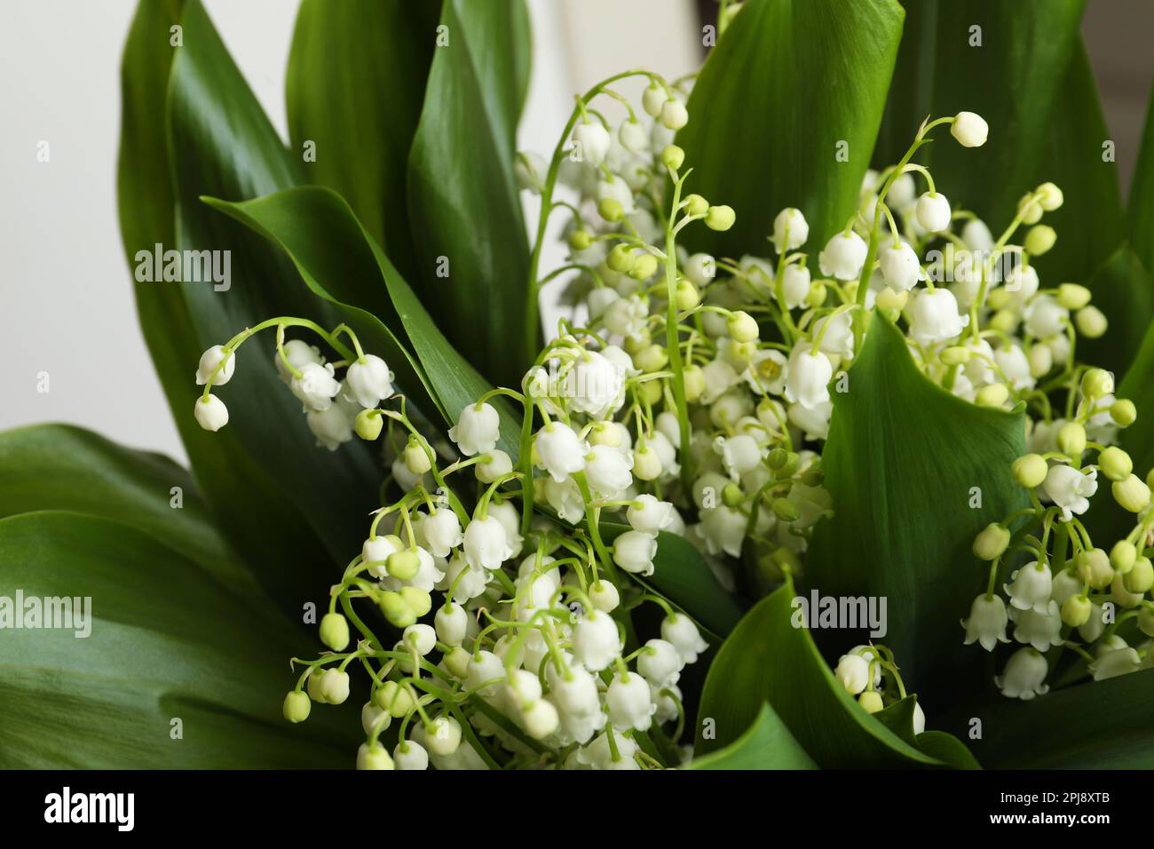 Beautiful lily of the valley flowers on white background, closeup Stock ...
