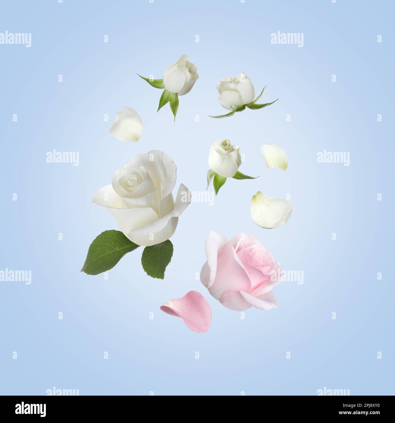 Beautiful tender roses flying on light blue background Stock Photo - Alamy