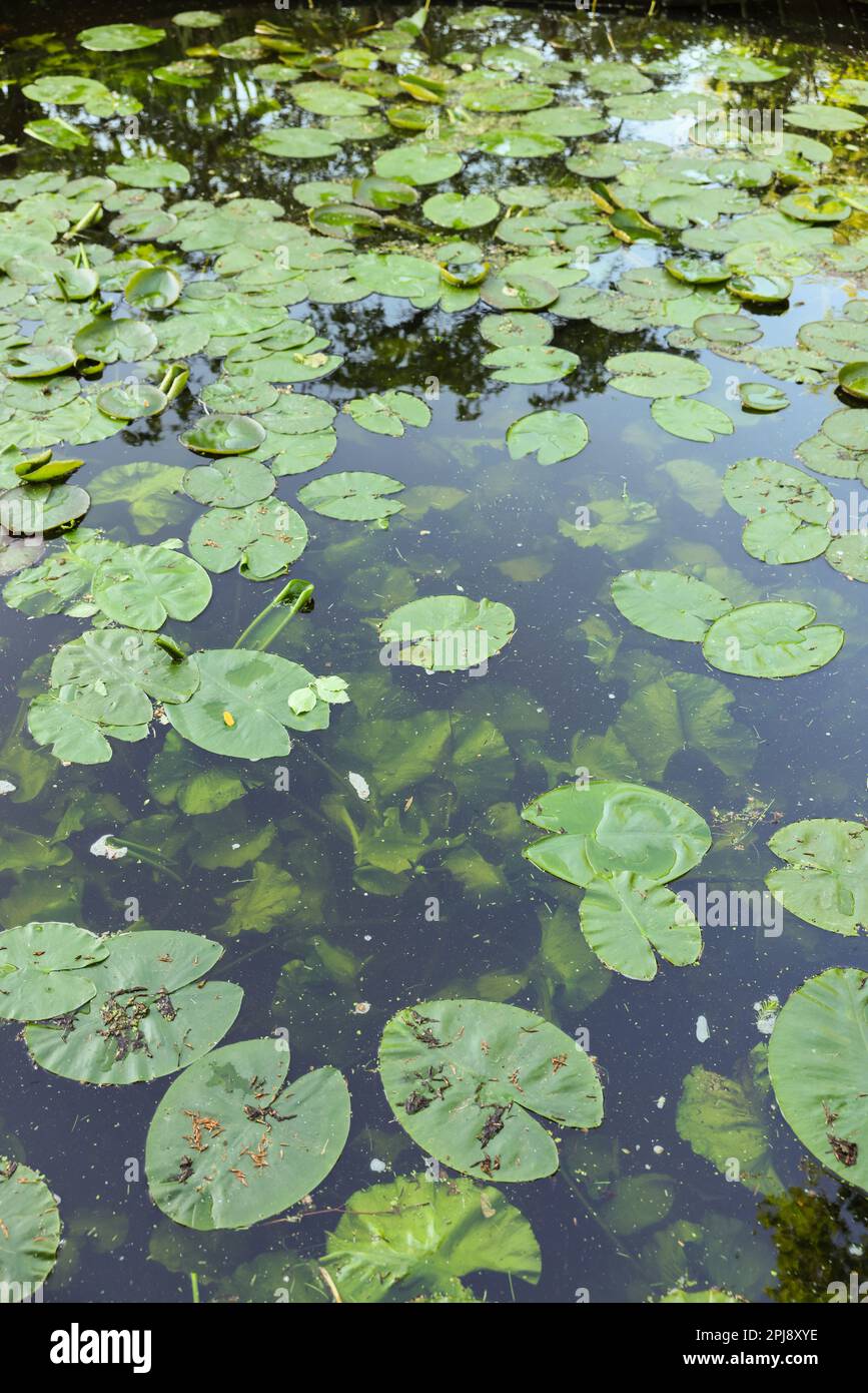 Many beautiful green lotus leaves in pond Stock Photo - Alamy