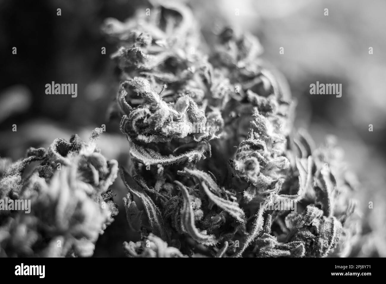 Marijuana legalisation Black and White Stock Photos & Images Alamy