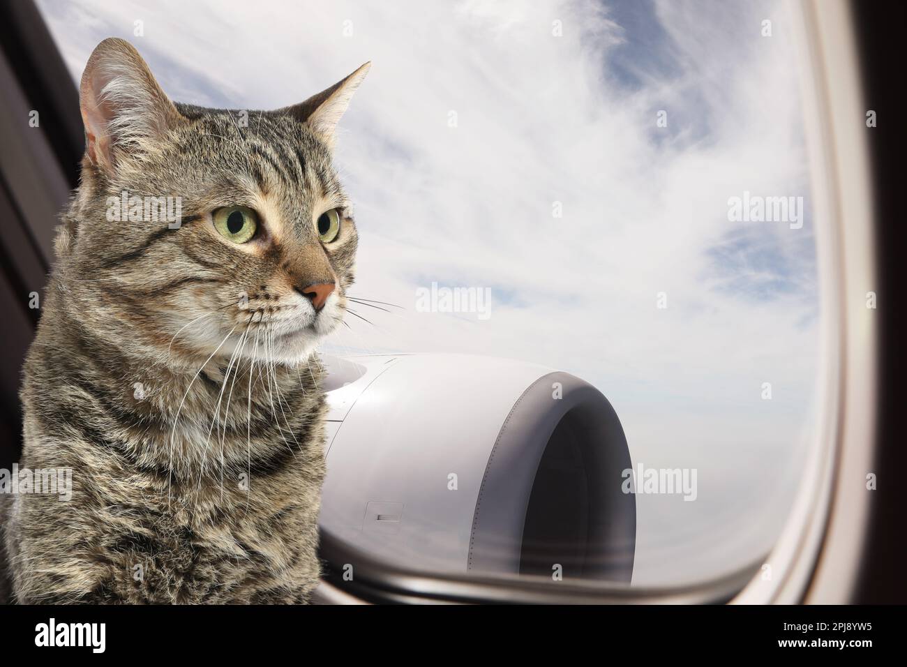 Cute cat in airplane. Traveling with pet Stock Photo Alamy