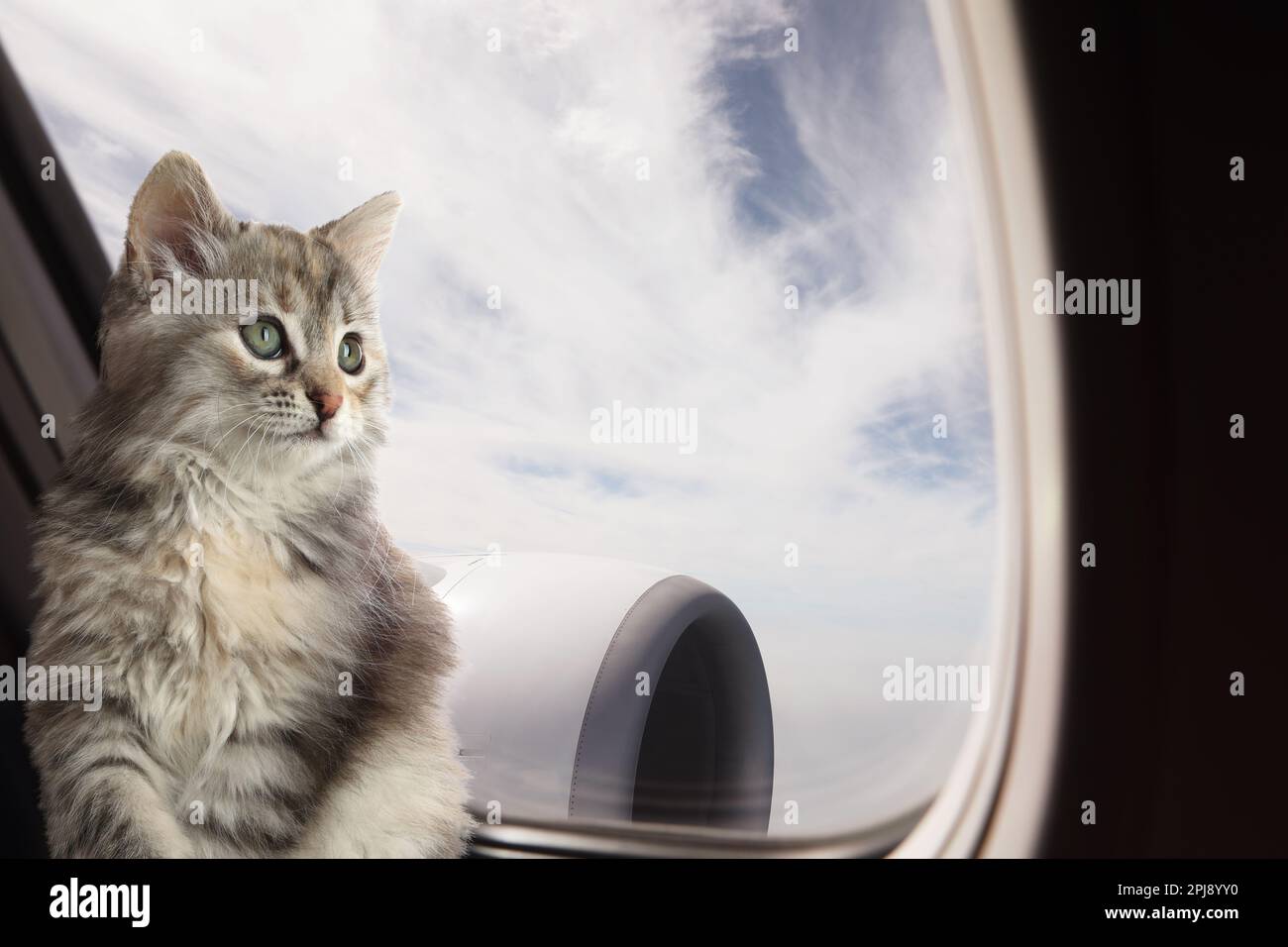 Cute cat looking through airplane window during flight. Traveling with pet Stock Photo