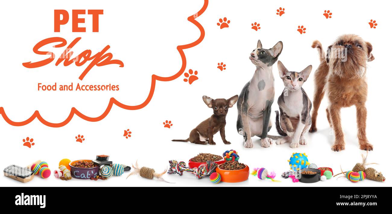 Dogs and cats pet shop hot sale