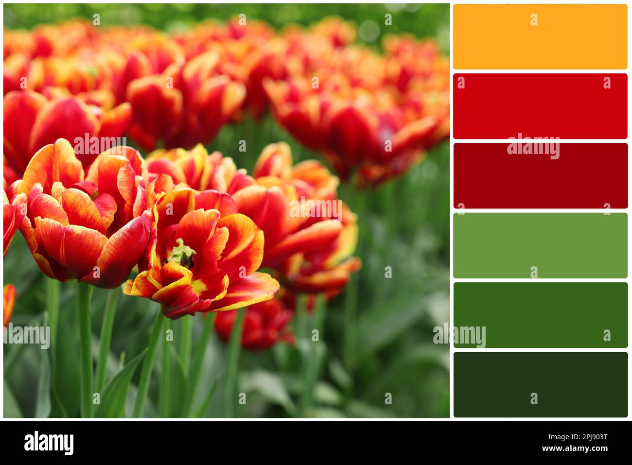 Color palette and many beautiful tulips growing outdoors. Collage Stock ...