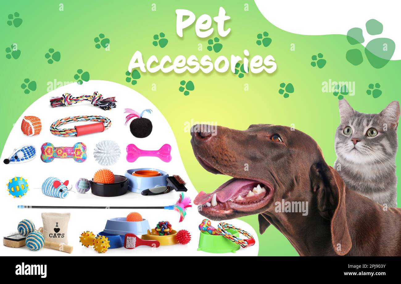 Dog and cat accessories top