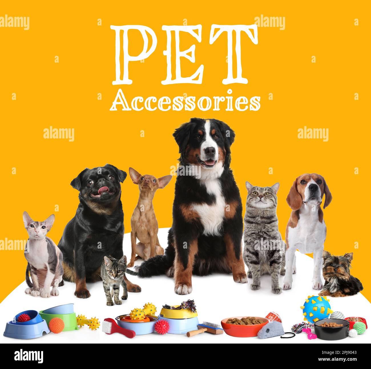 Internet top pet store