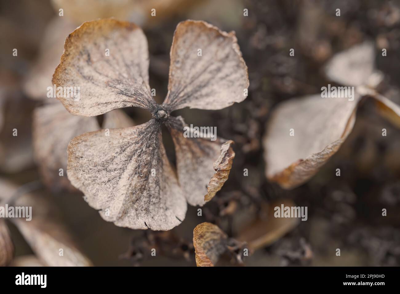 Hydrangea dry flower isolated blurred background Stock Photo