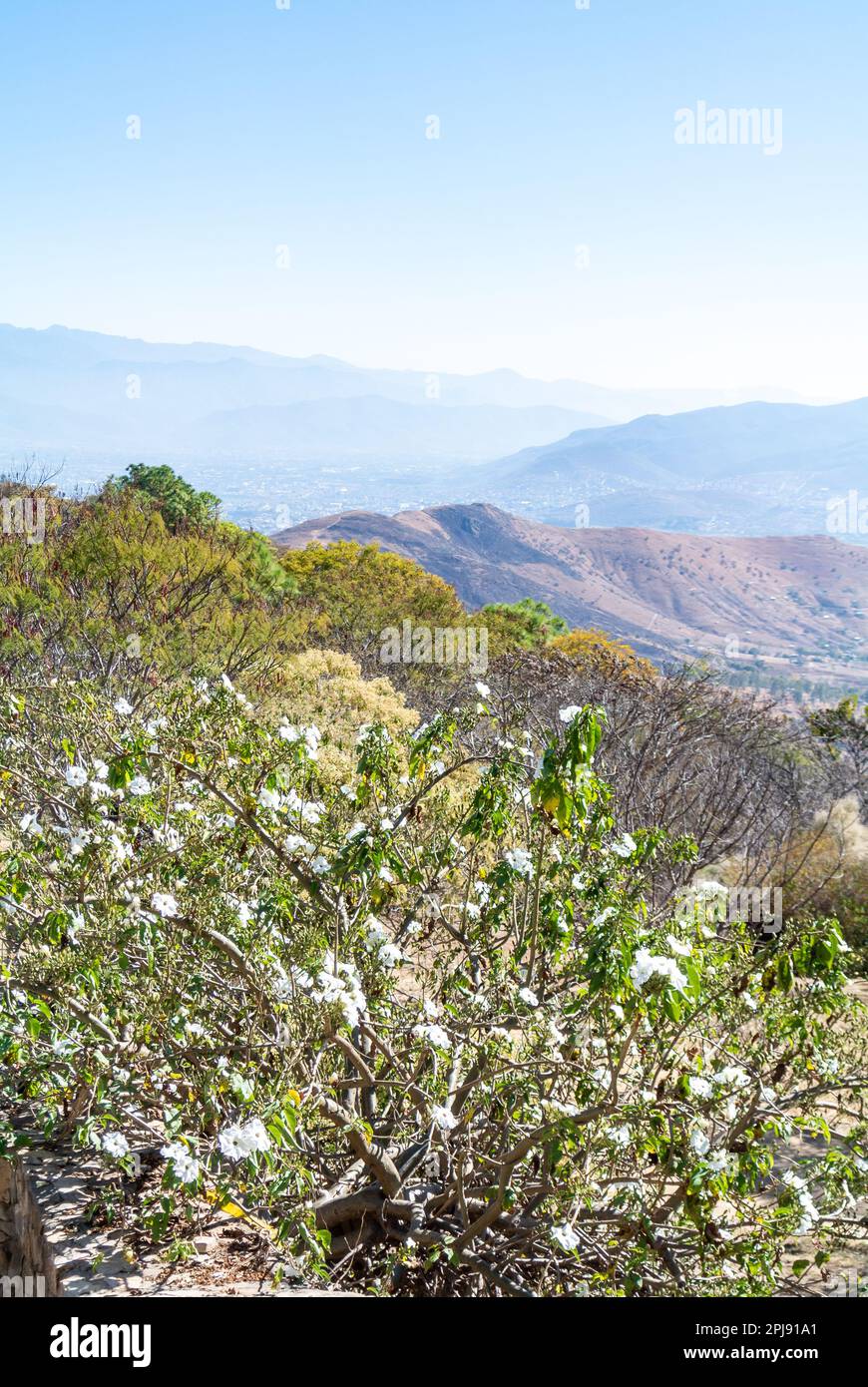 Monte Alban, Oaxaca de Juárez, Mexico, Ipomoea arborescens or tree morning glory with a landscape Oaxaca region seen from Monte Alban Stock Photo
