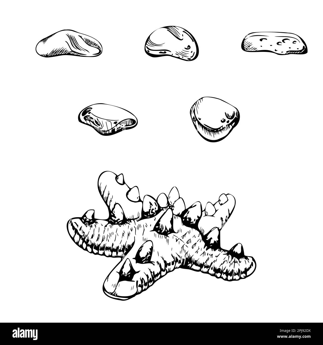 Hand drawn vector ink elements. Dark brown starfish and assorted