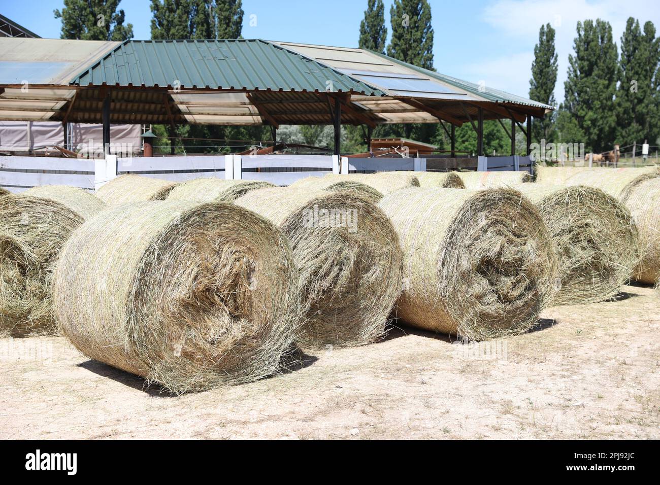 Bale of strawrolls. Stacked straw bales in an animal farm. Farmyard