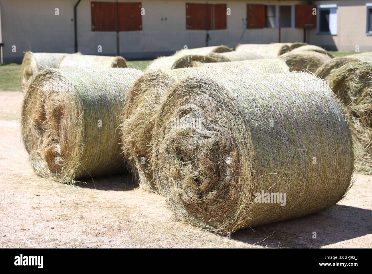 Bale of strawrolls. Stacked straw bales in an animal farm. Farmyard