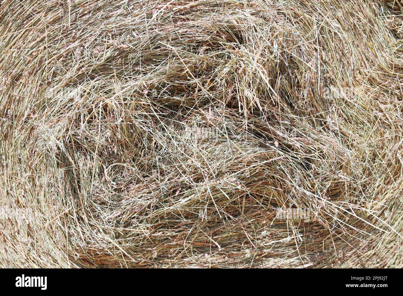 Bale of strawrolls. Stacked straw bales in an animal farm. Farmyard