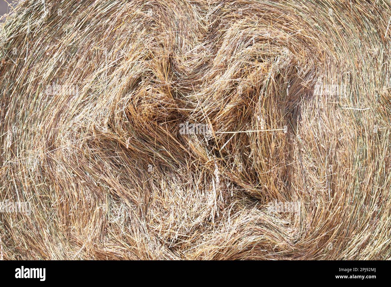 Bale of strawrolls. Stacked straw bales in an animal farm. Farmyard