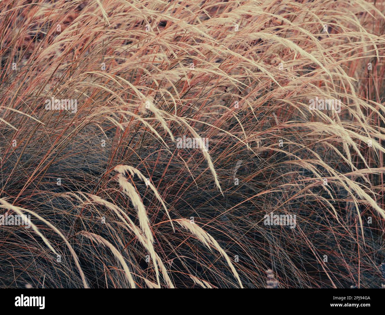 Low Key Colour Moody Landscape Image, Grass, Savill Gardens, Windsor Great Park, Surrey, England, UK, GB. Stock Photo