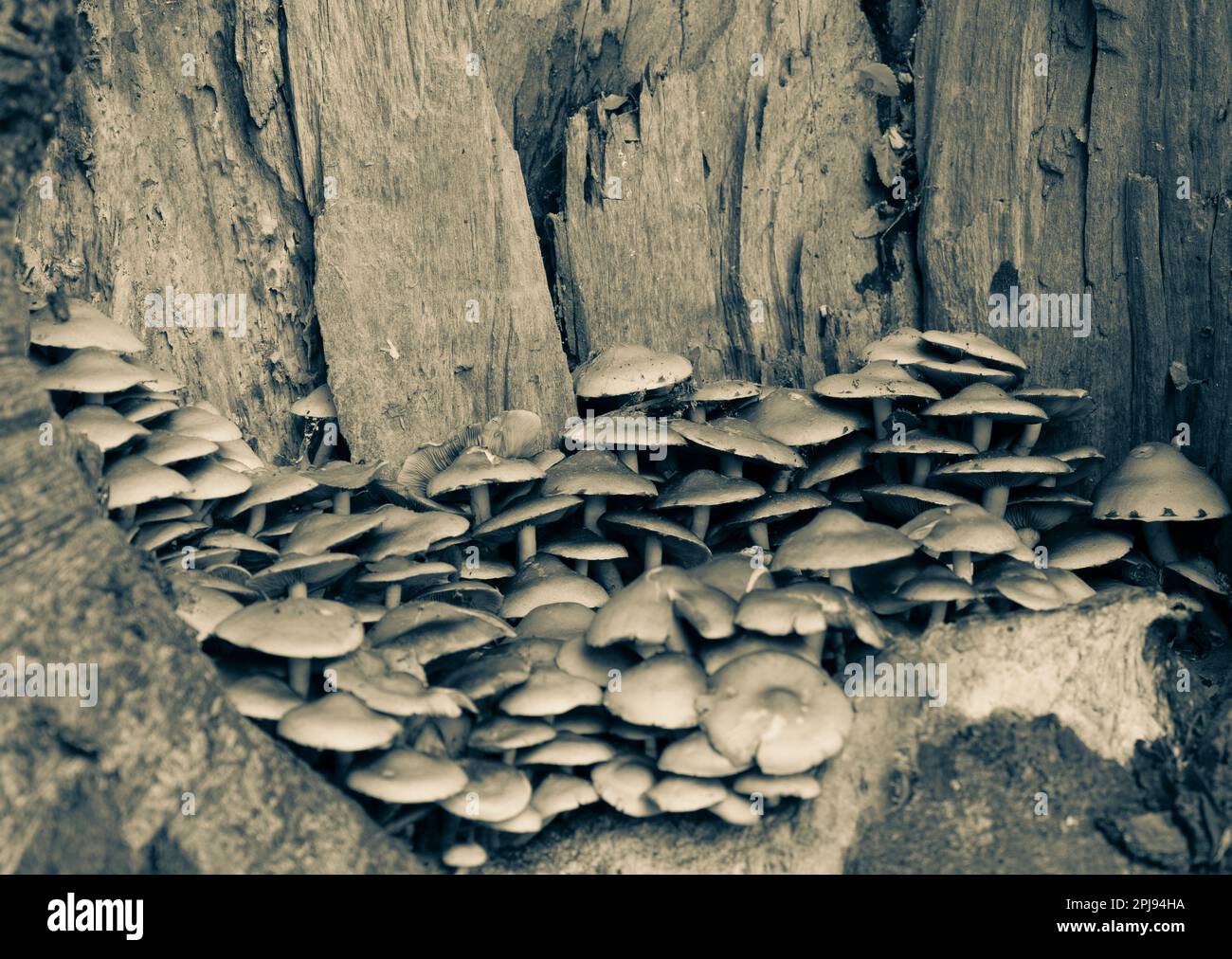 Mini Mushrooms in dead tree, The Savil Garden, Windsor Great Park, Windsor, Surrey, England, UK, GB. Stock Photo