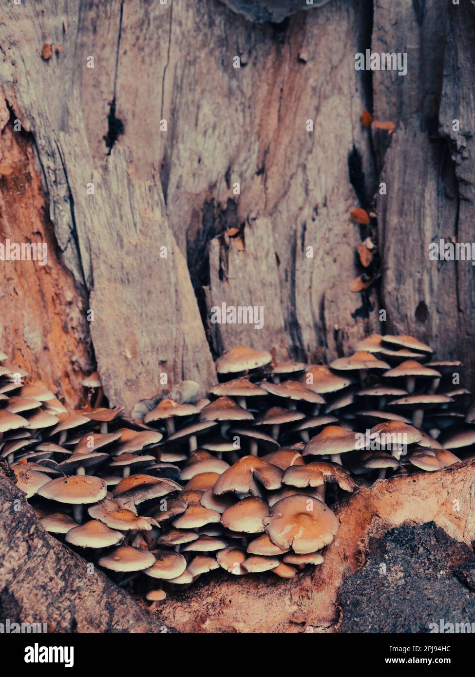 Mini Mushrooms in dead tree, The Savil Garden, Windsor Great Park, Windsor, Surrey, England, UK, GB. Stock Photo