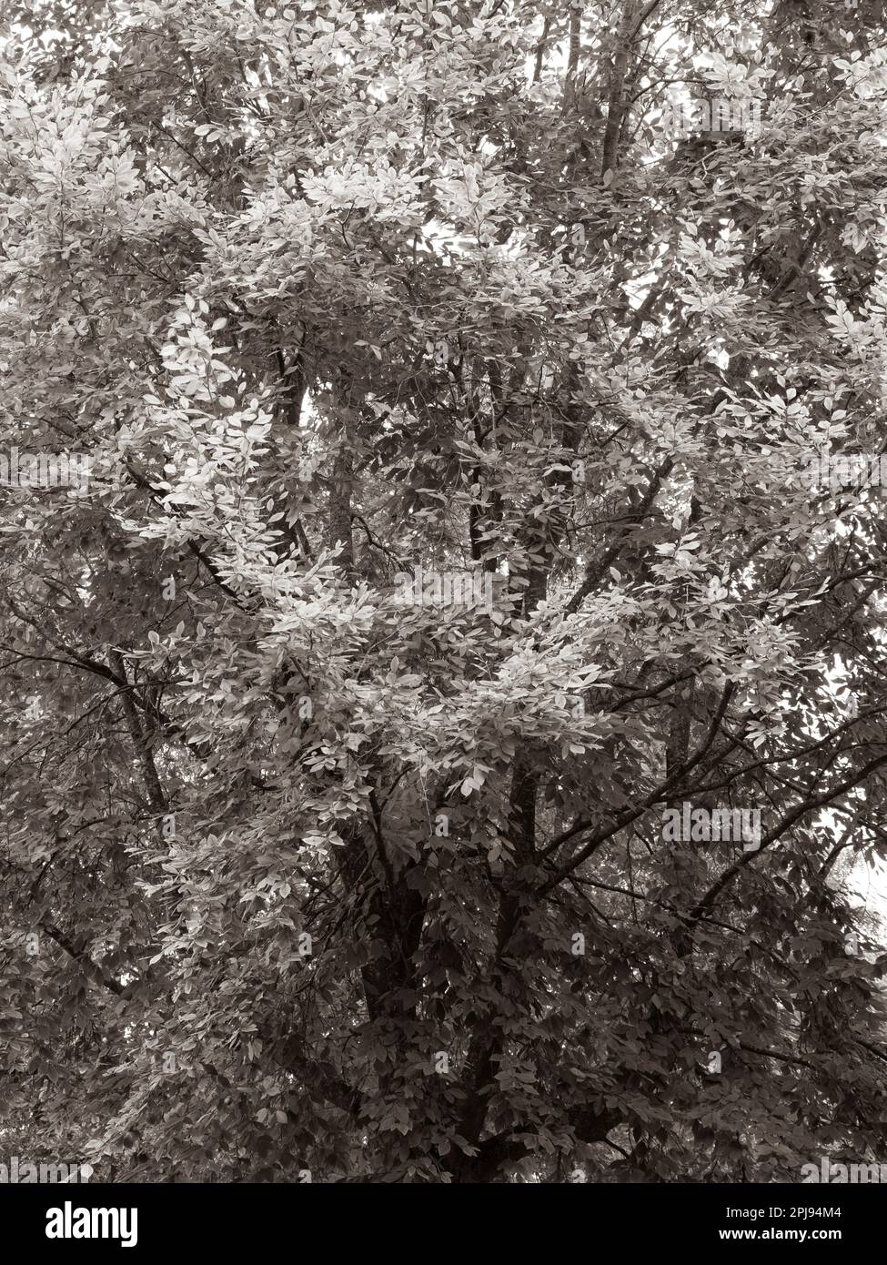 Black and White Landscape of Tree Foliage, The Savill Garden, Windsor Great Park, Surrey, England, UK, GB. Stock Photo