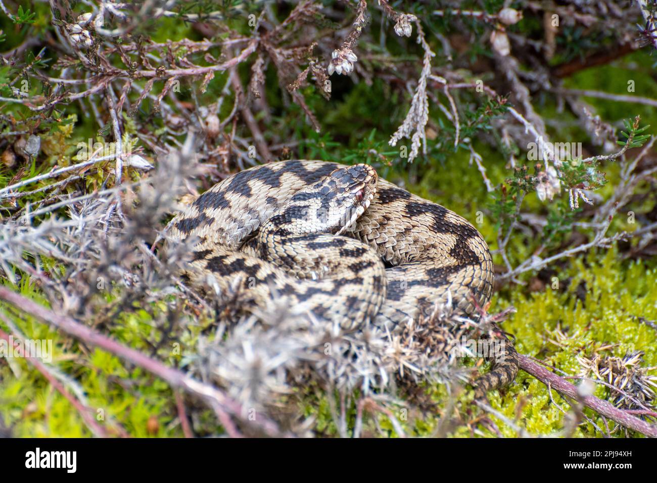 Adder snake (Vipera berus) basking in heathland during March, Surrey ...