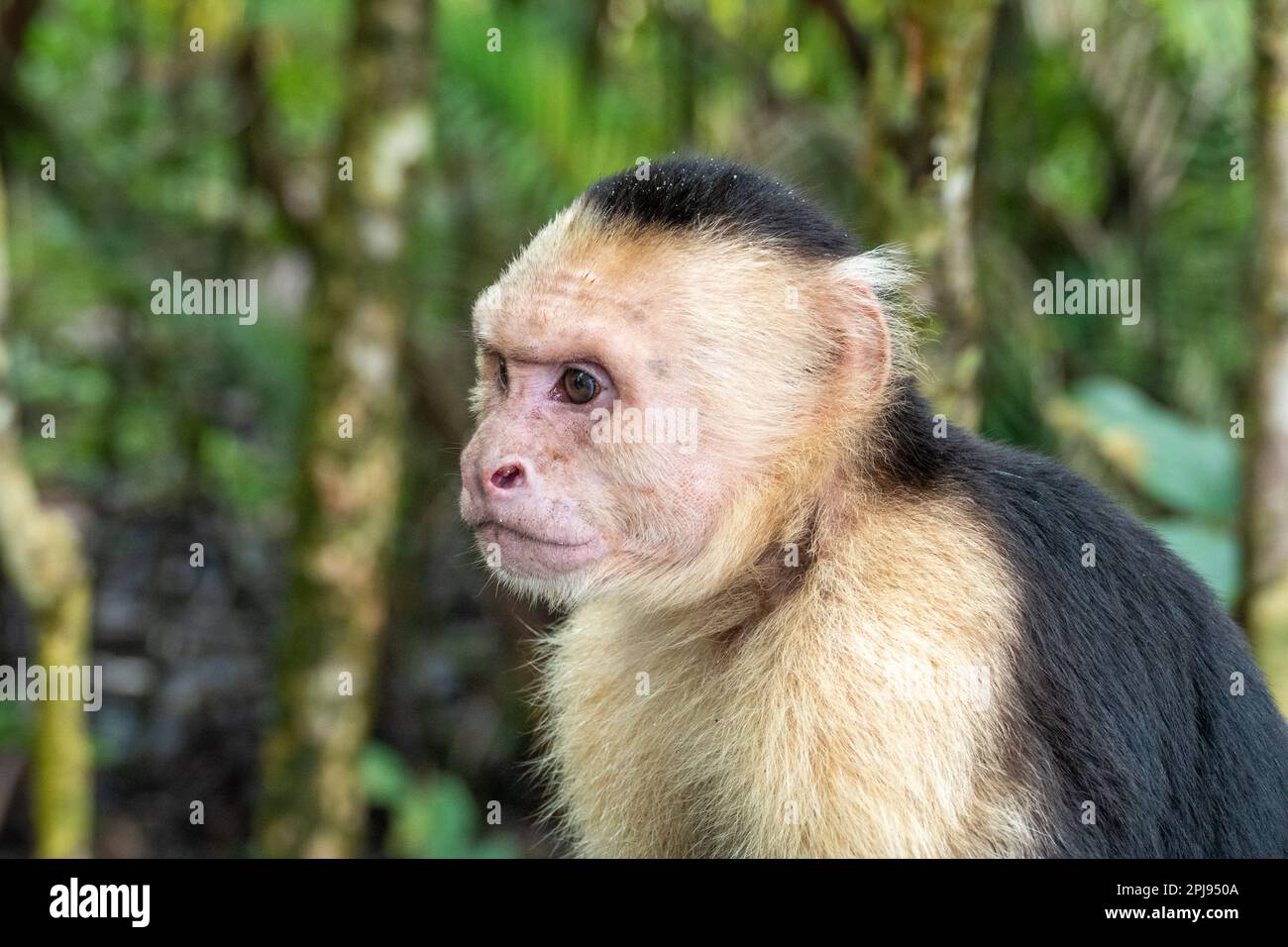 the capuchin monkey lives in Costa Rica in the jungle Stock Photo - Alamy
